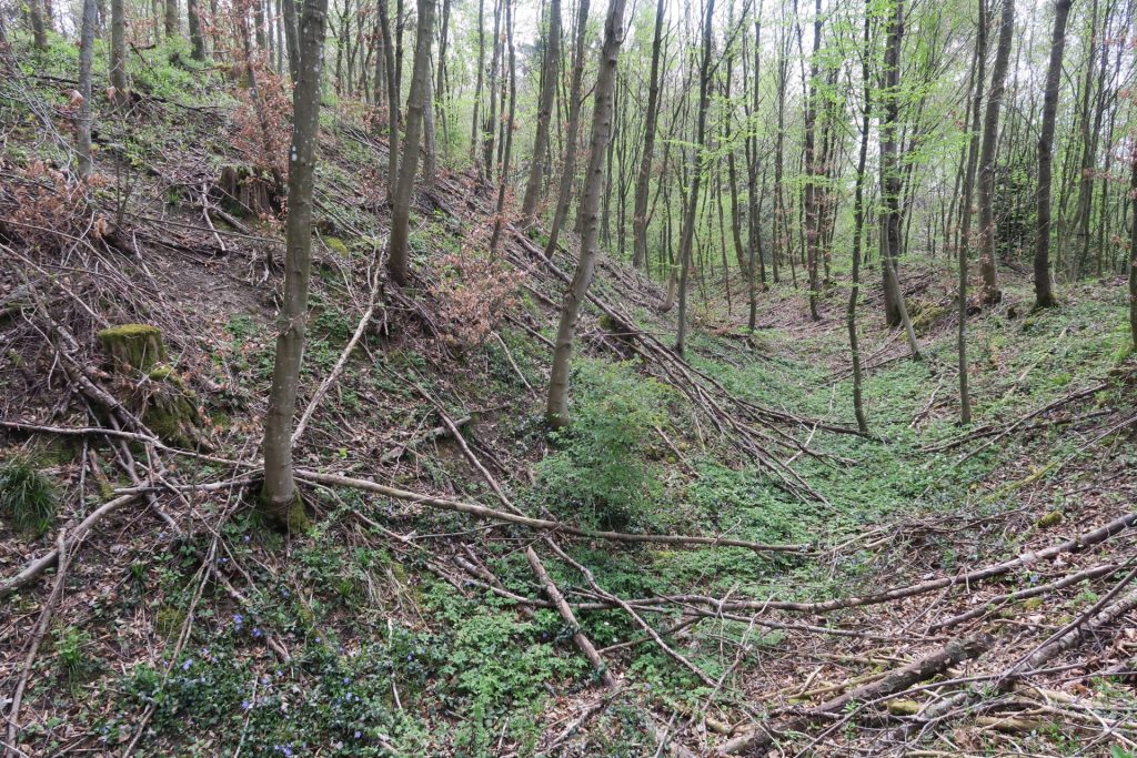 Henggart ZH, Schlossbuck, © Peter Niederhäuser